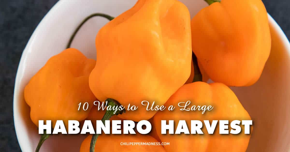 10 Ways to Use a Large Habanero Pepper Harvest Chili Pepper Madness