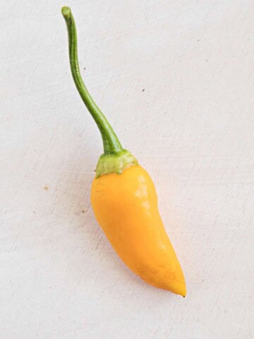 One of the Aji Habanero Chili Peppers.