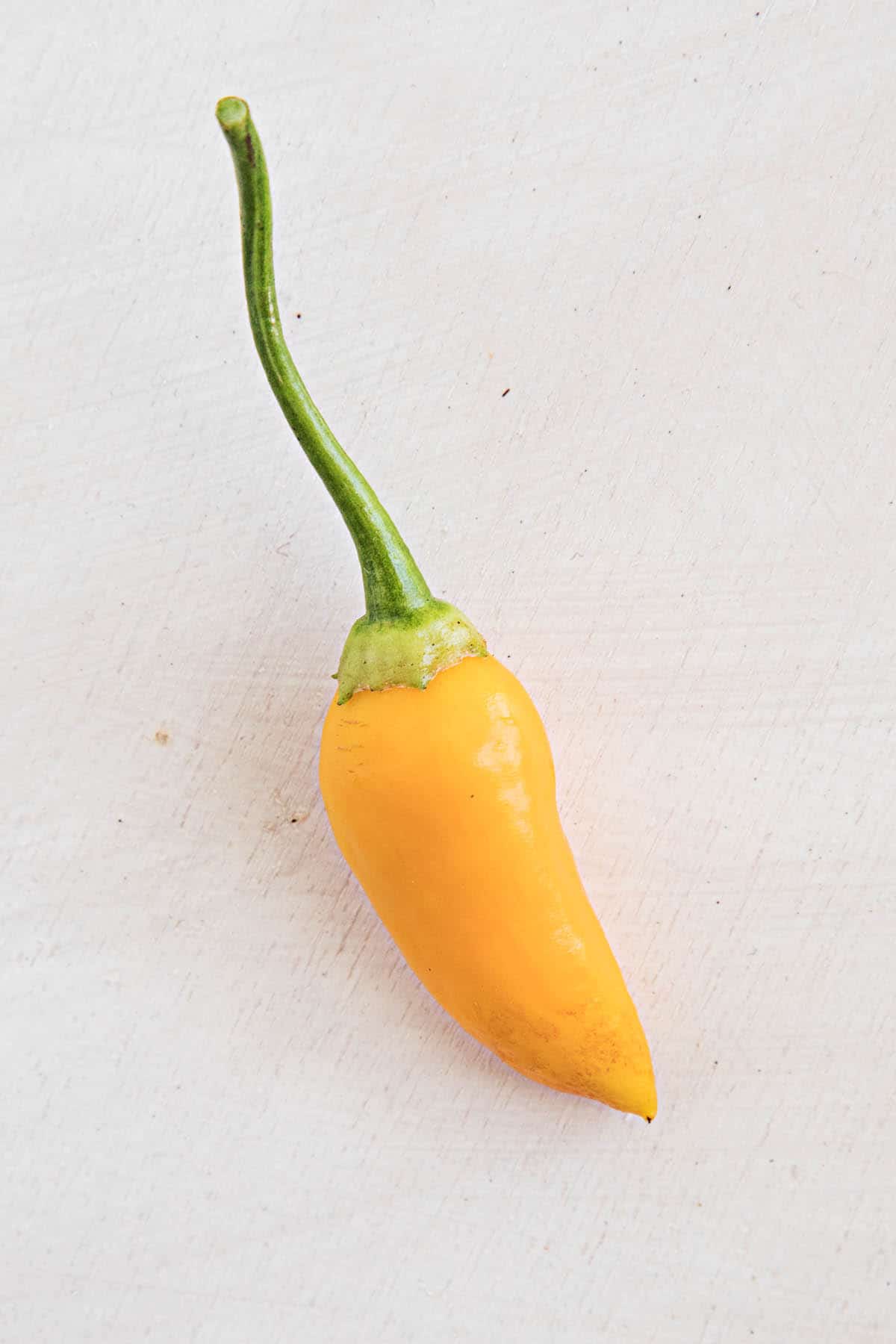 Aji Habanero Chili Pepper