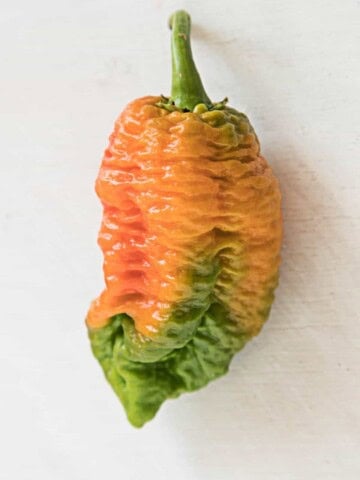 Brain Strain Chili Pepper - One of the Hottest Chili Peppers in the World