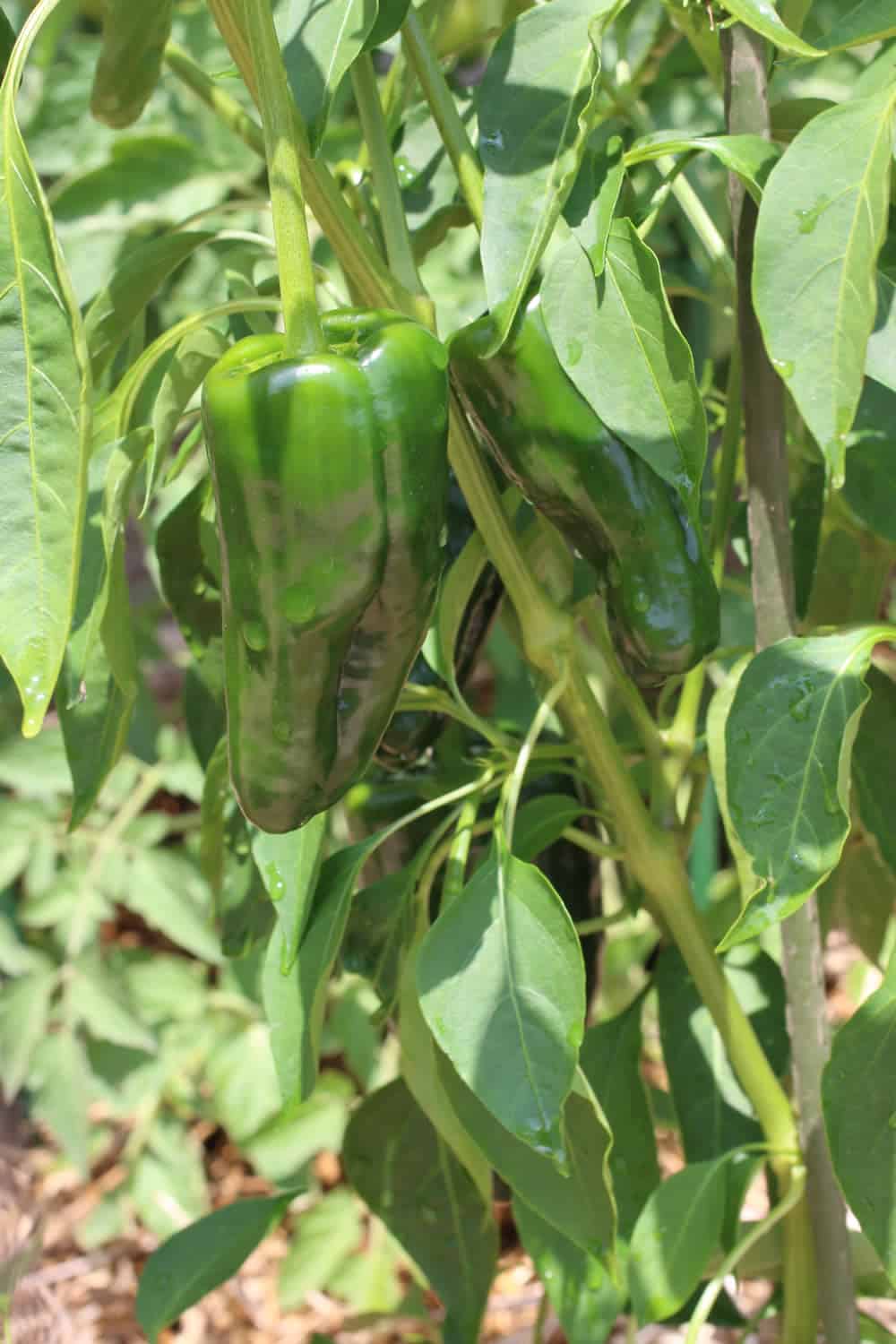 Growing Chili Peppers - This is a New Mexican variety from my garden.