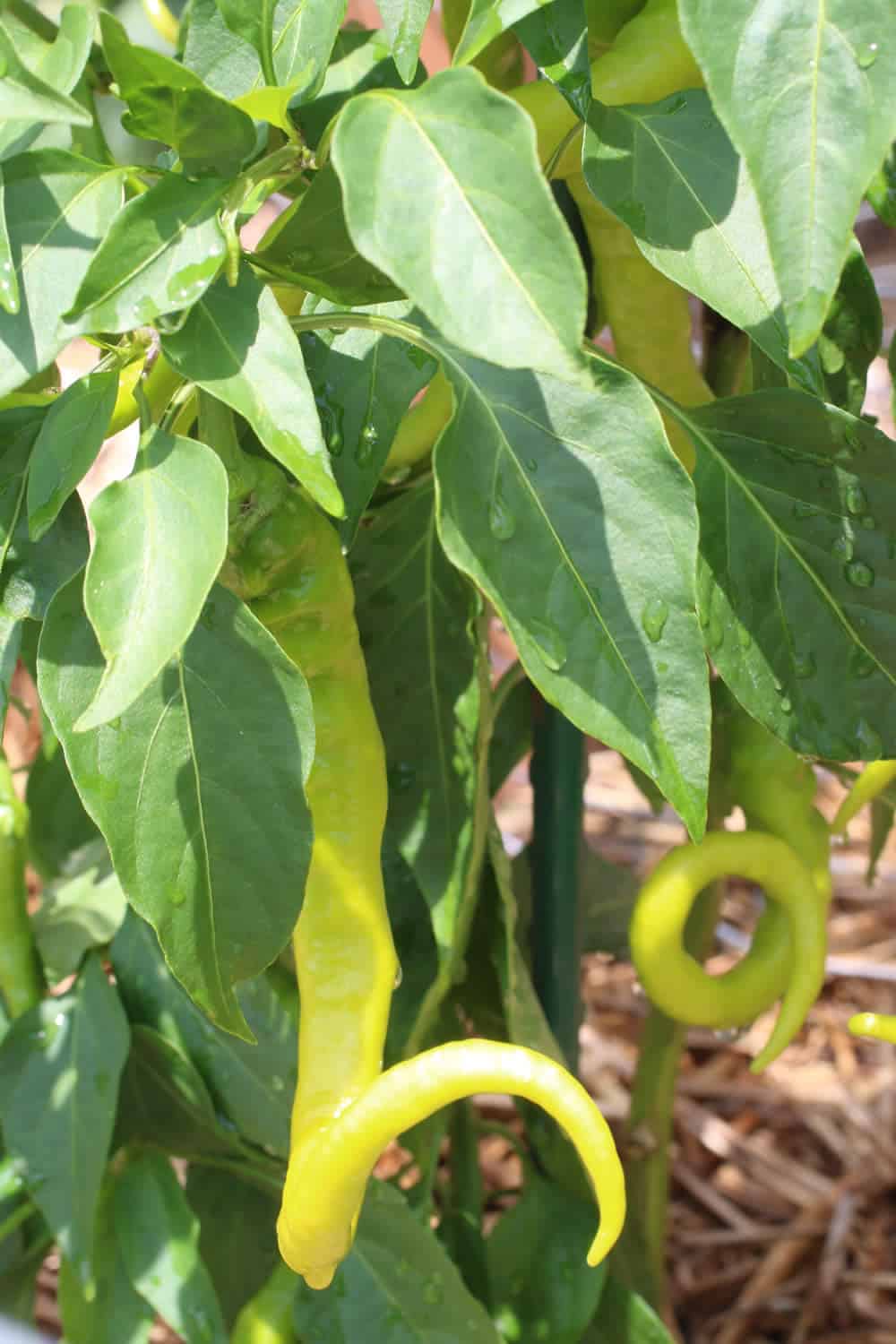 Growing Chili Peppers - Chili Peppers Love Water