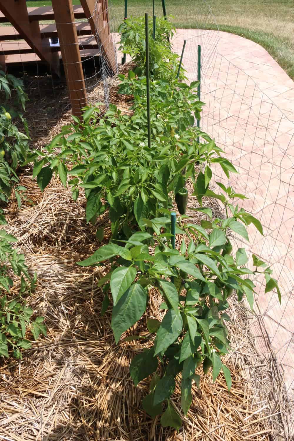 Space your chili pepper plants properly for an optimal harvest. This is a shot from my garden.