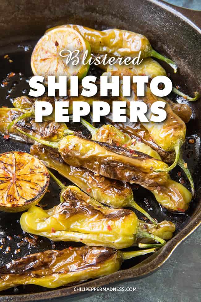 Blistered Shishito Peppers with Flaky Sea Salt and Lime - These garden grown shishito peppers are blistered and charred in a hot pan with just a bit of oil, then tossed with flaky sea salt and tart lime juice. Serve them up with a simple lime-cream sauce for dipping. The perfect appetizer or party starter. #appetizer #ShishitoPeppers #GameDayFood #PartyFood #Starter