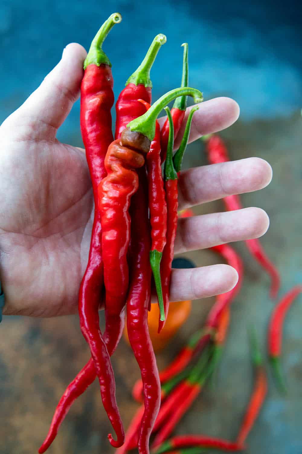 A handful of Cayenne Peppers.