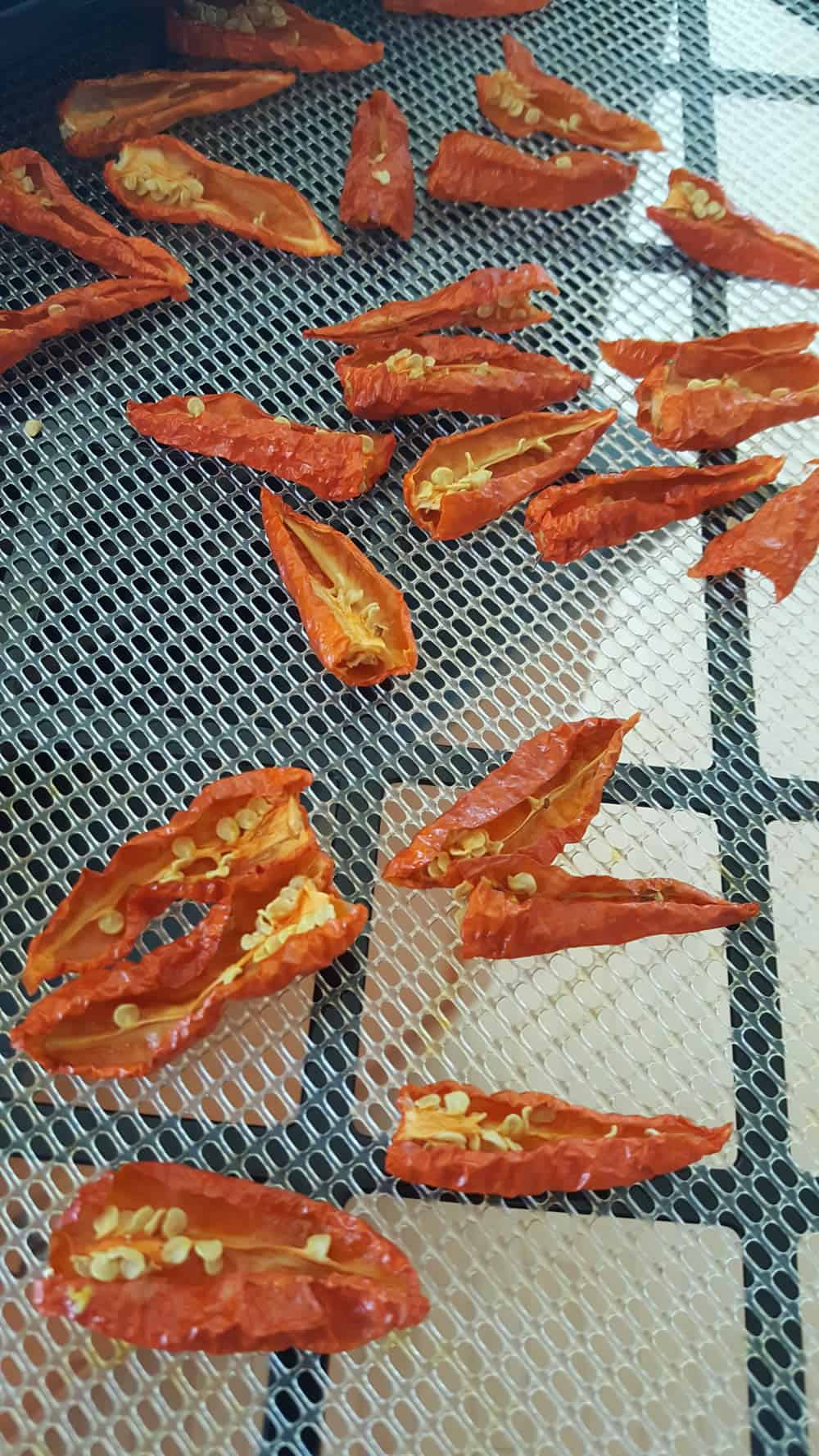 Dried Ghost Peppers, just out of the dehydrator.