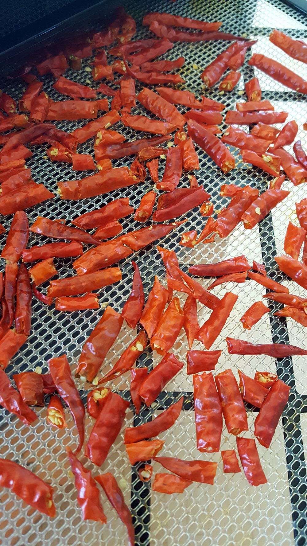 Dehydrating the cayenne peppers.