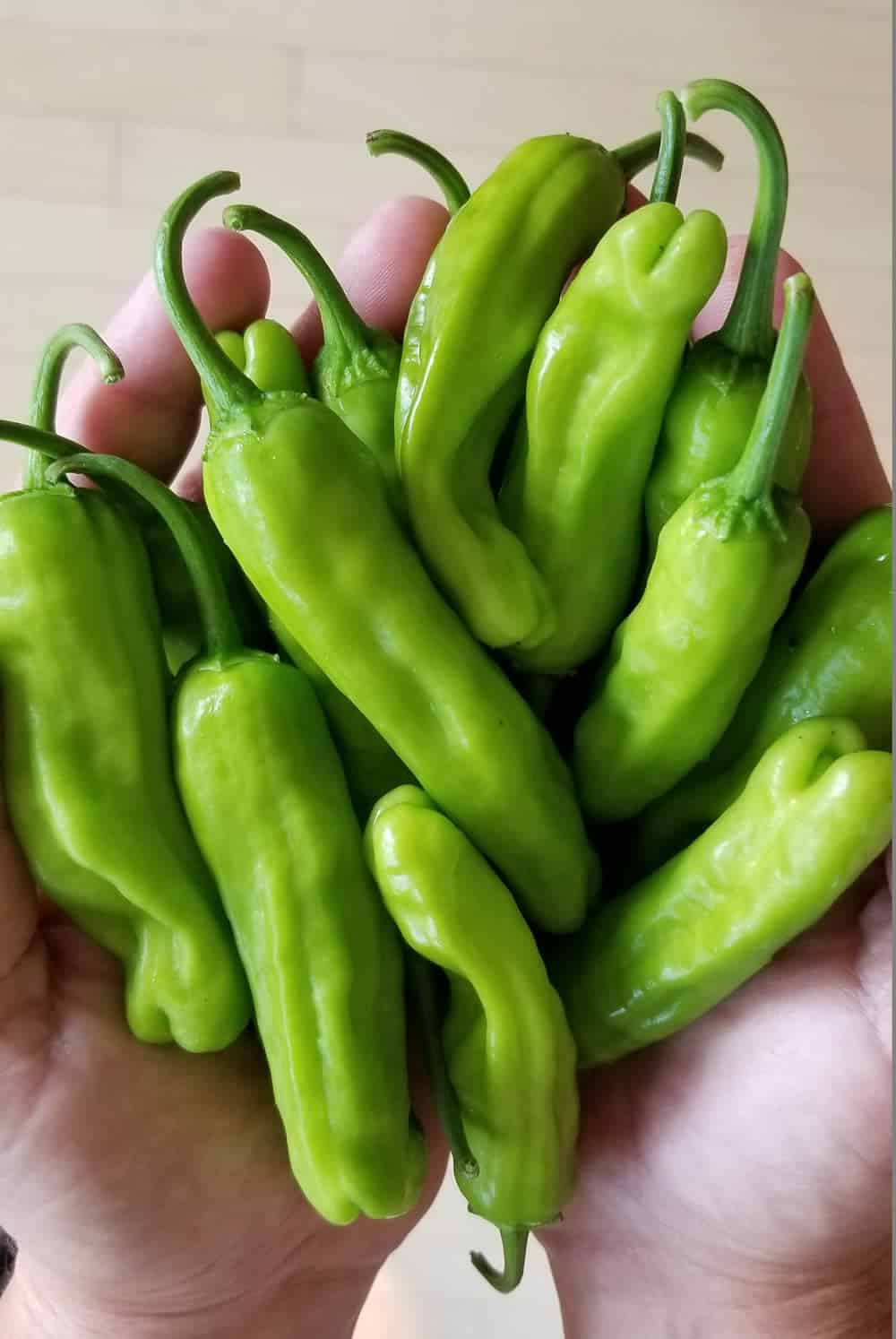 Shishito Peppers - So Many of Them!