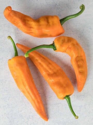 Chilhuacle Amarillo Chili Peppers