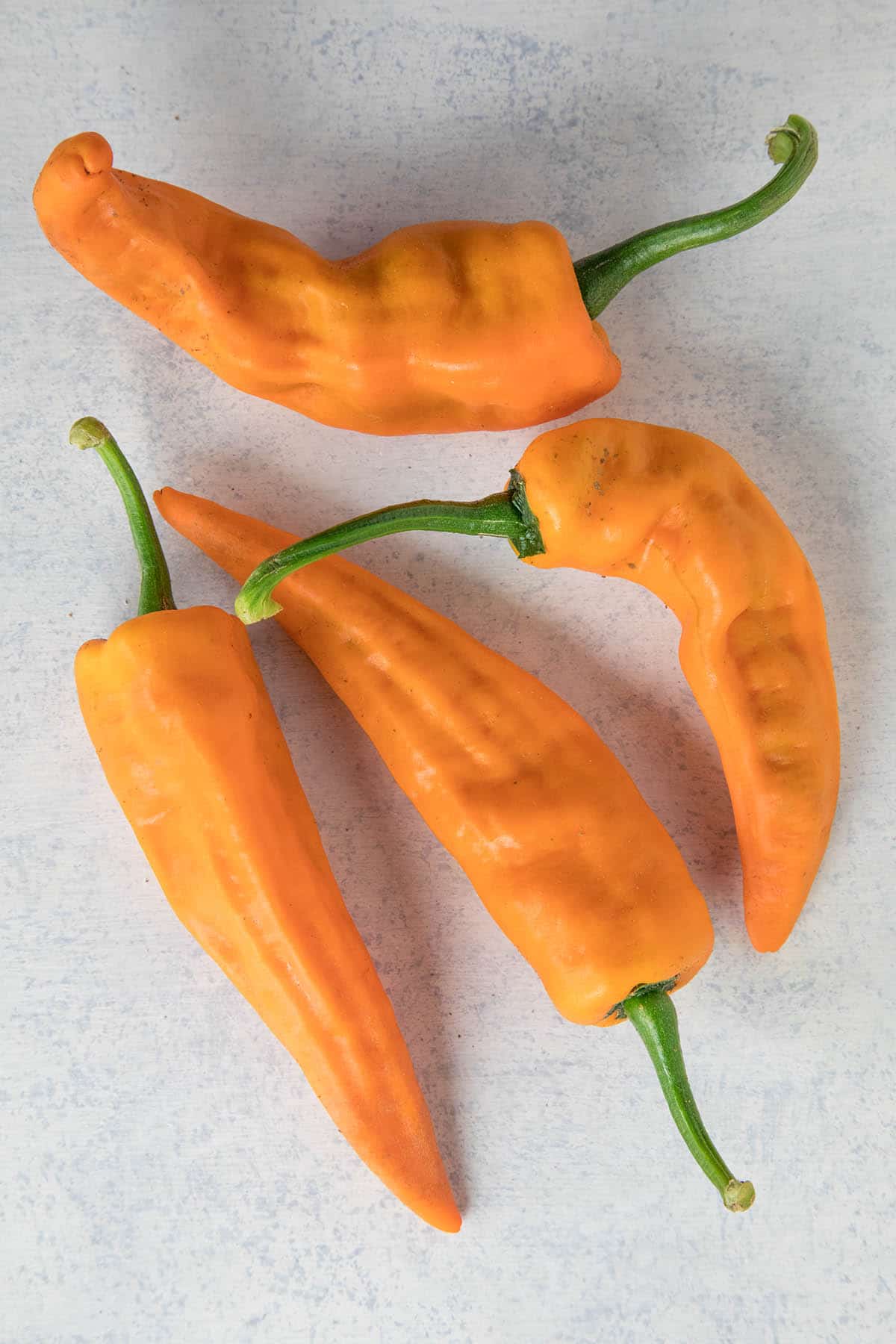 Chilhuacle Amarillo Chili Peppers