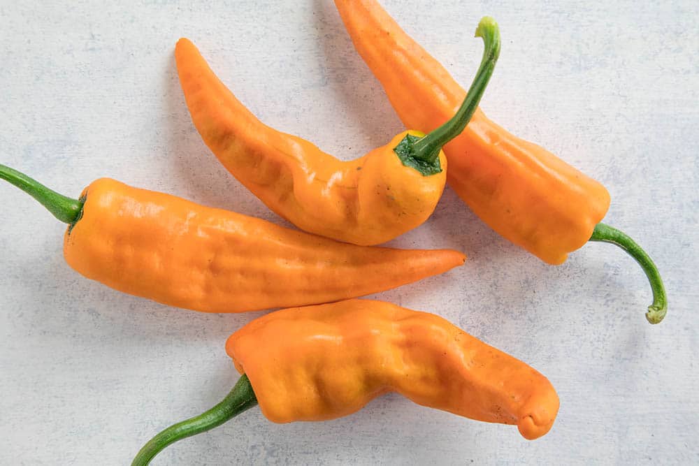 Chilhuacle Amarillo Chili Peppers