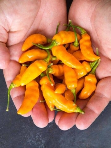 Holding Datil Peppers in two hands.