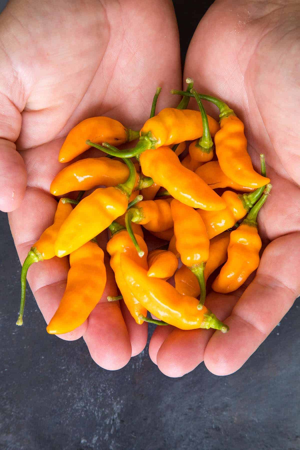 Holding Datil Peppers in two hands.