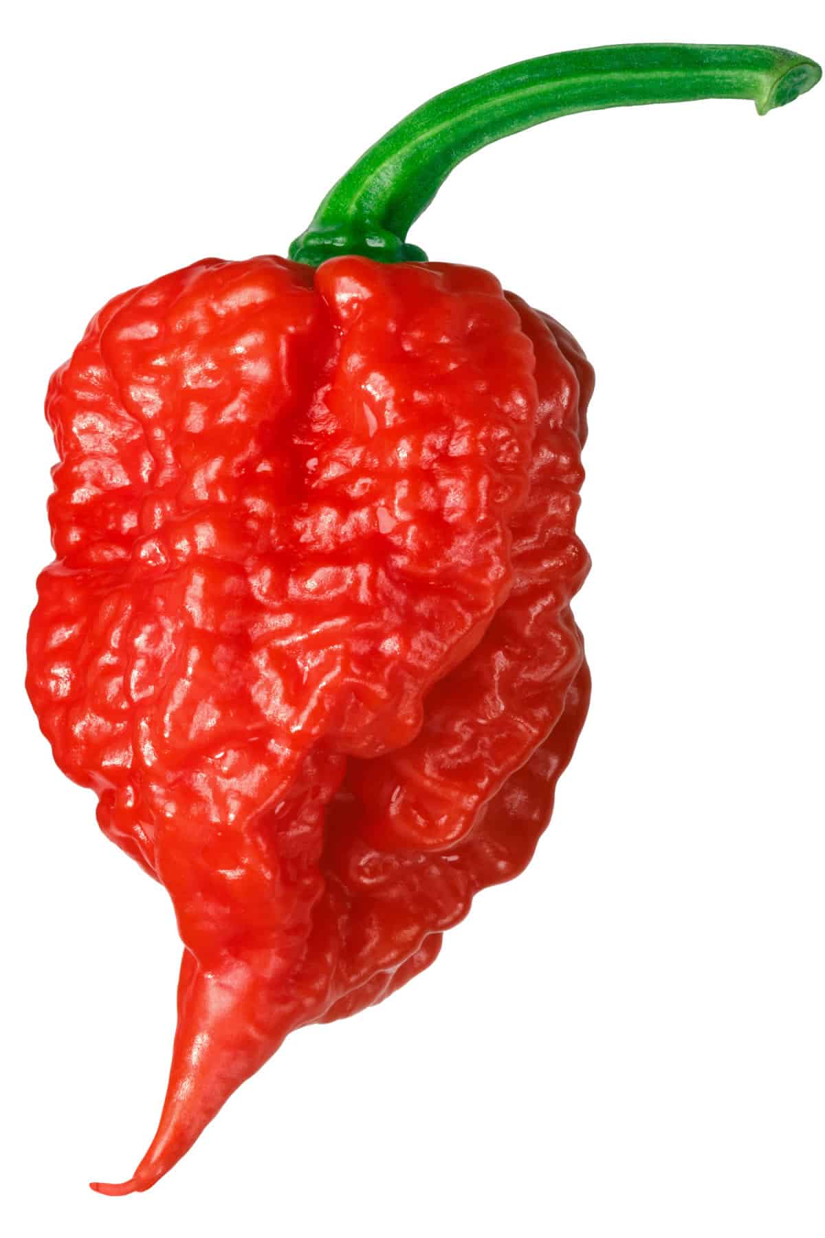 Ghost Pepper Chart