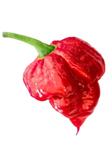 Trinidad Scorpion Peppers