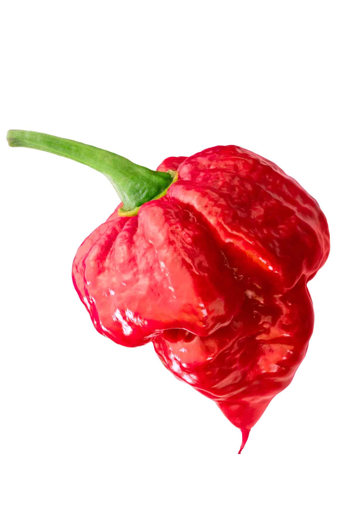 Scorpion Pepper Scoville Chart