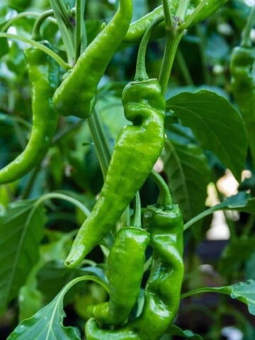 pepper heat scale ghost chili