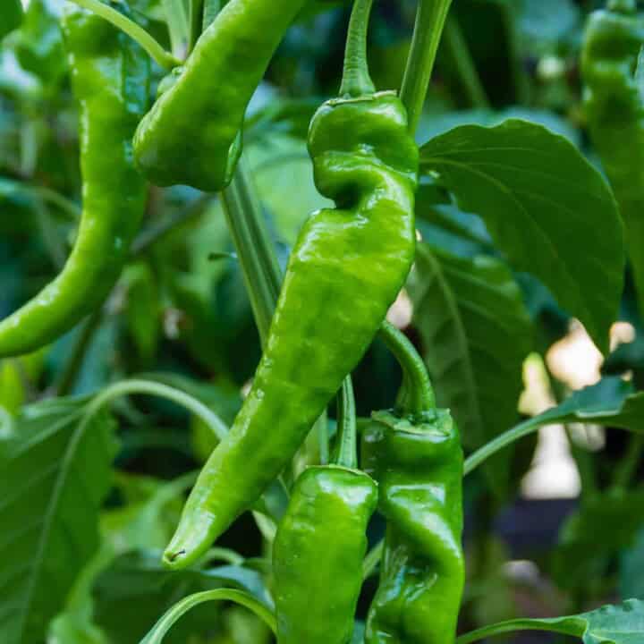 Anaheim Pepper growing in the garden.
