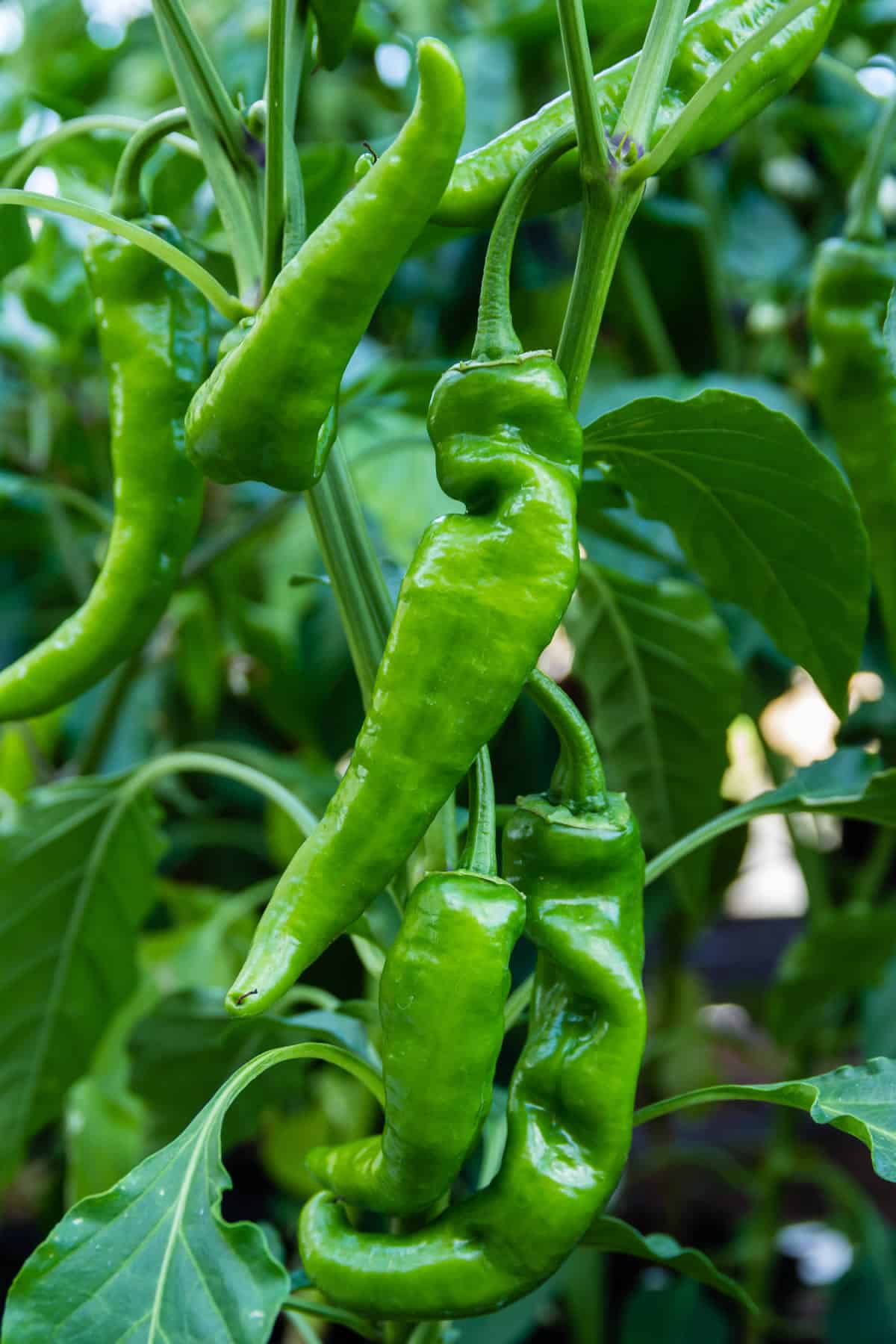 Fresh anaheim peppers in the garden