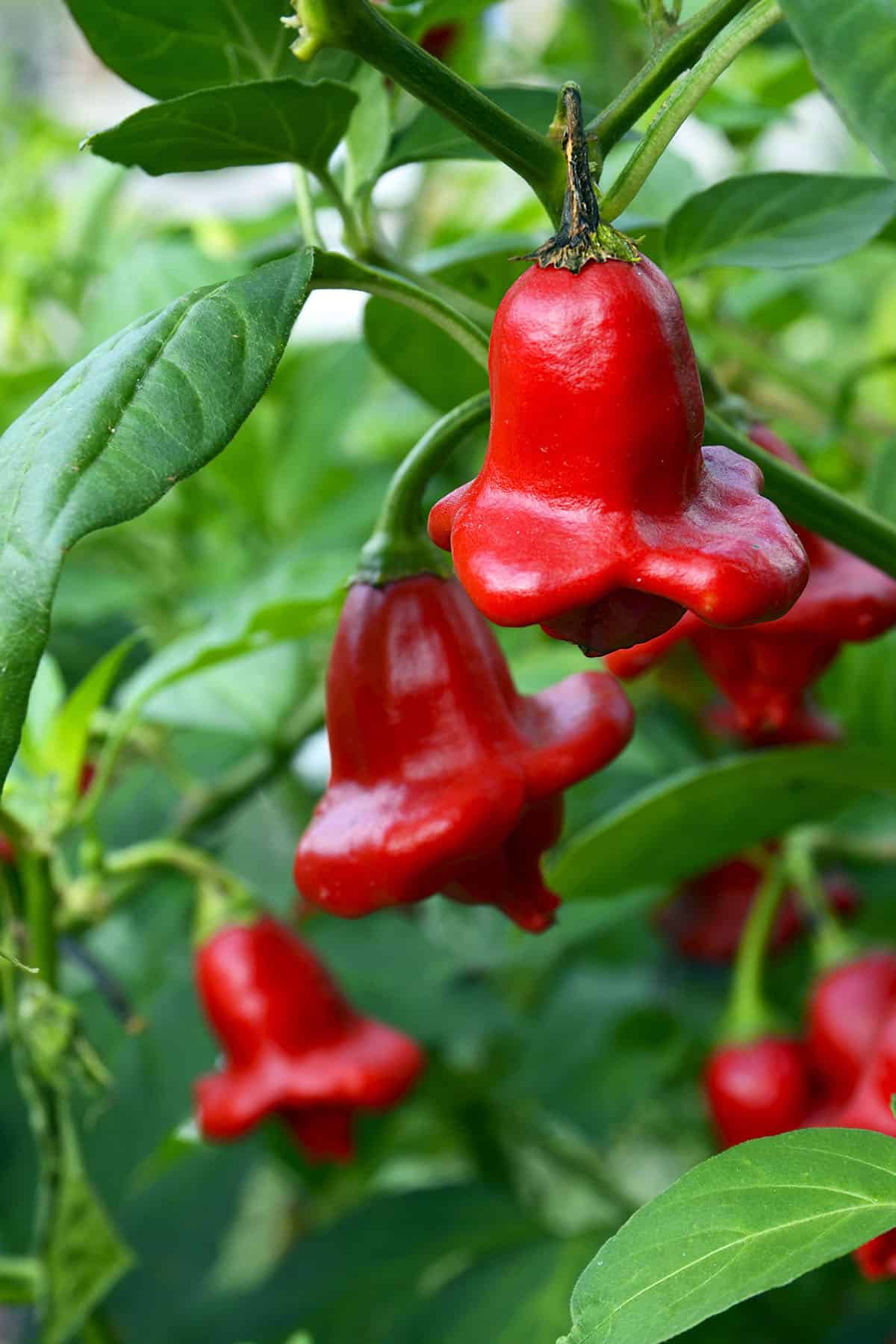 Bishops Crown Peppers