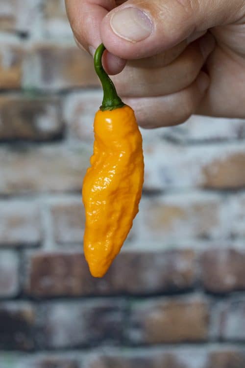 Spicy Refrigerator Pickles Recipe Chili Pepper Madness