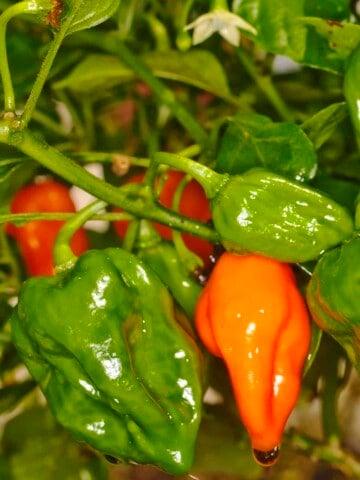 Naga Viper Peppers