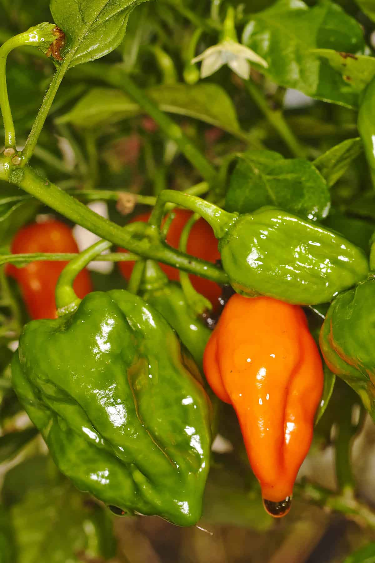 Naga Viper Peppers