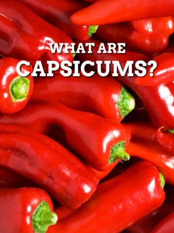 What is a Capsicum?