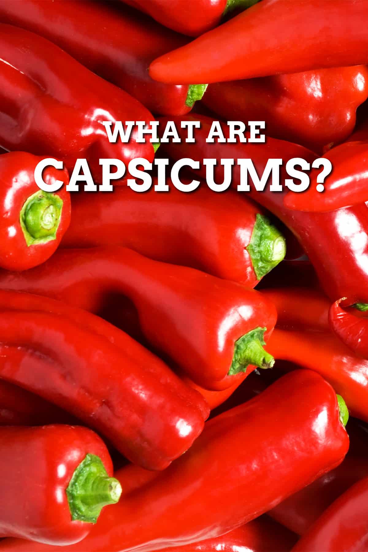 Capsicum Capsicum annuum