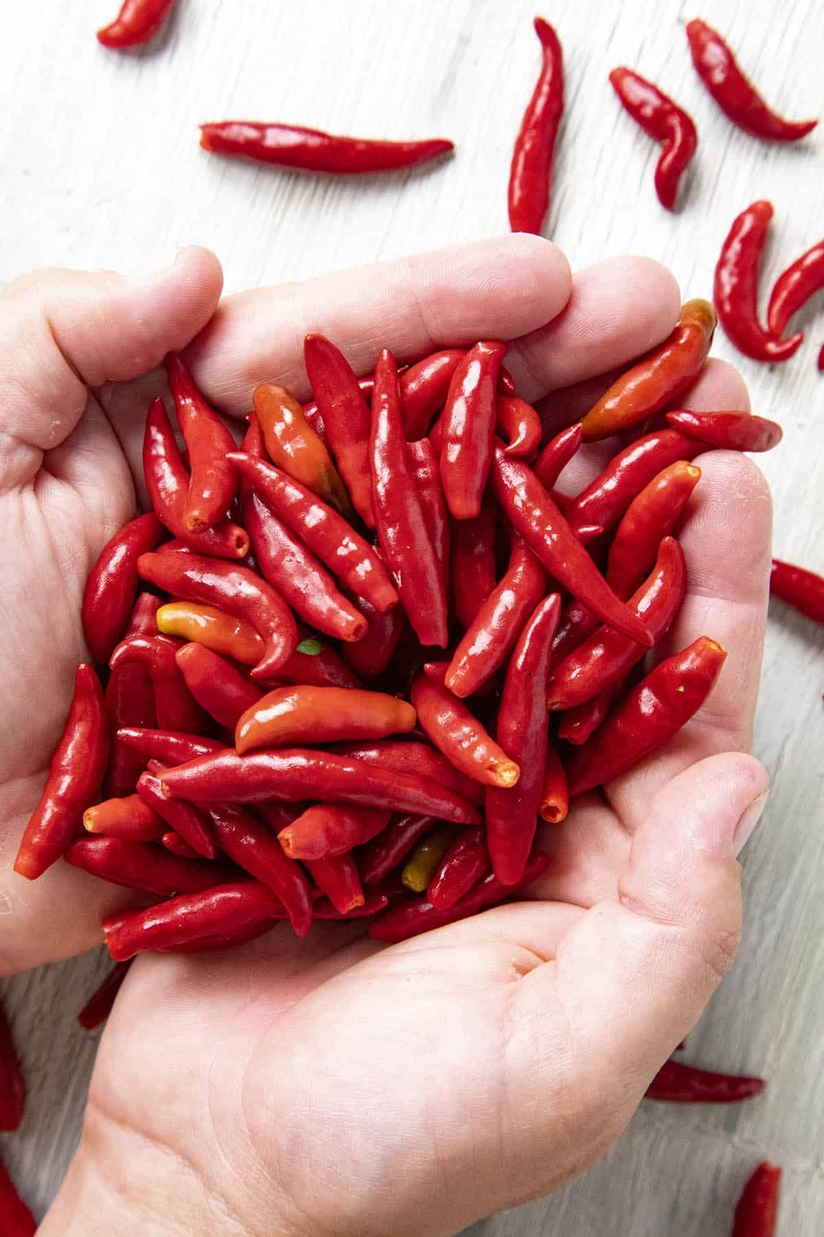 Chile de Arbol Peppers