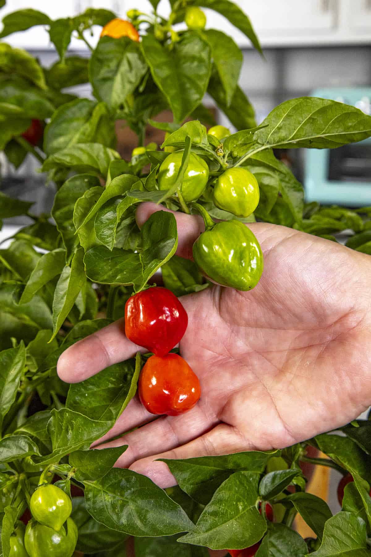 Red Savina Habanero Plant