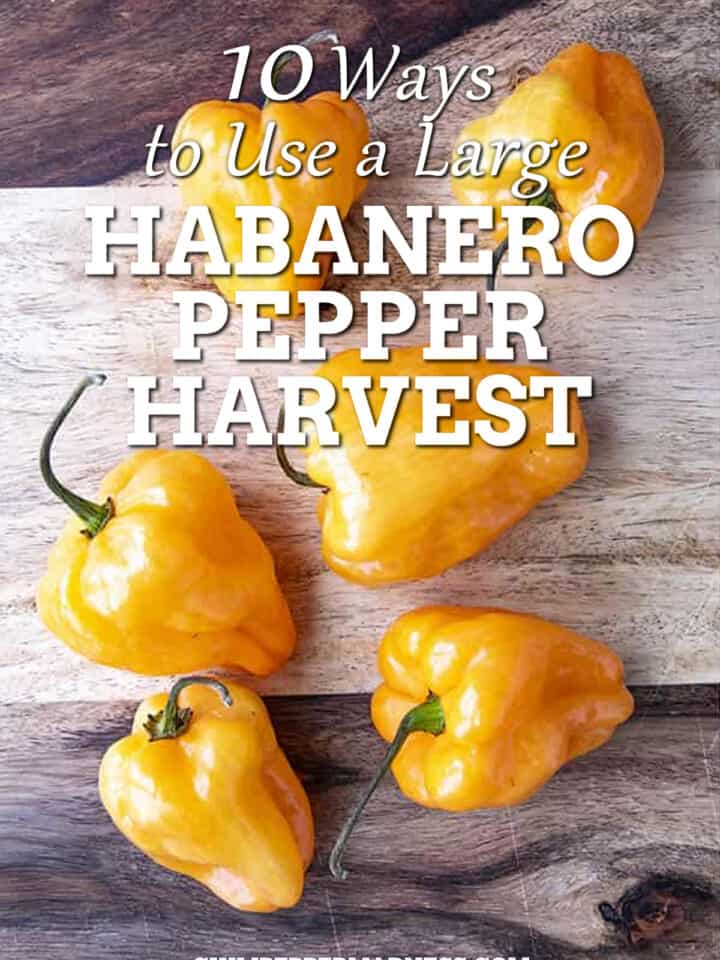 10 Ways to Use a Large Habanero Harvest