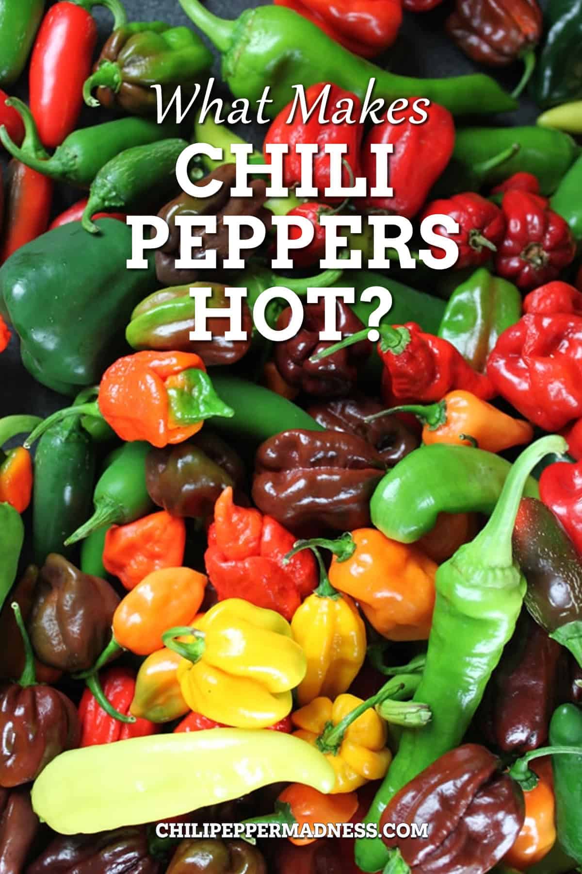 What Makes Chili Peppers Hot?