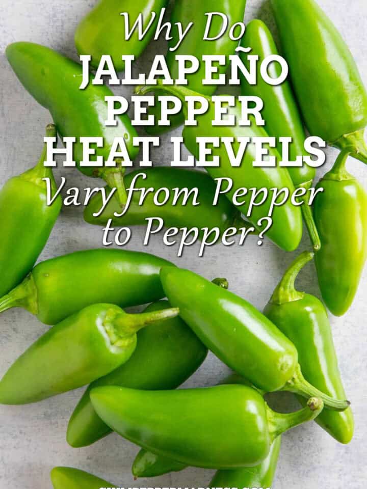 Why Do Jalapeno Pepper Heat Levels Vary from Pepper to Pepper