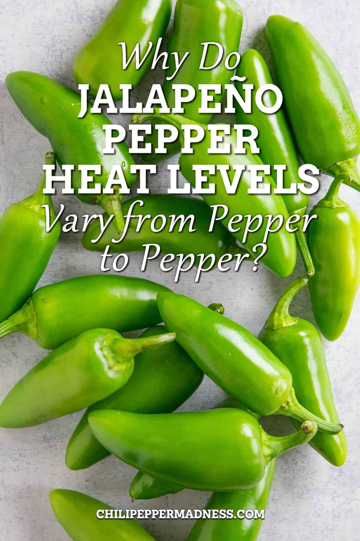Why Do Jalapeno Pepper Heat Levels Vary from Pepper to Pepper